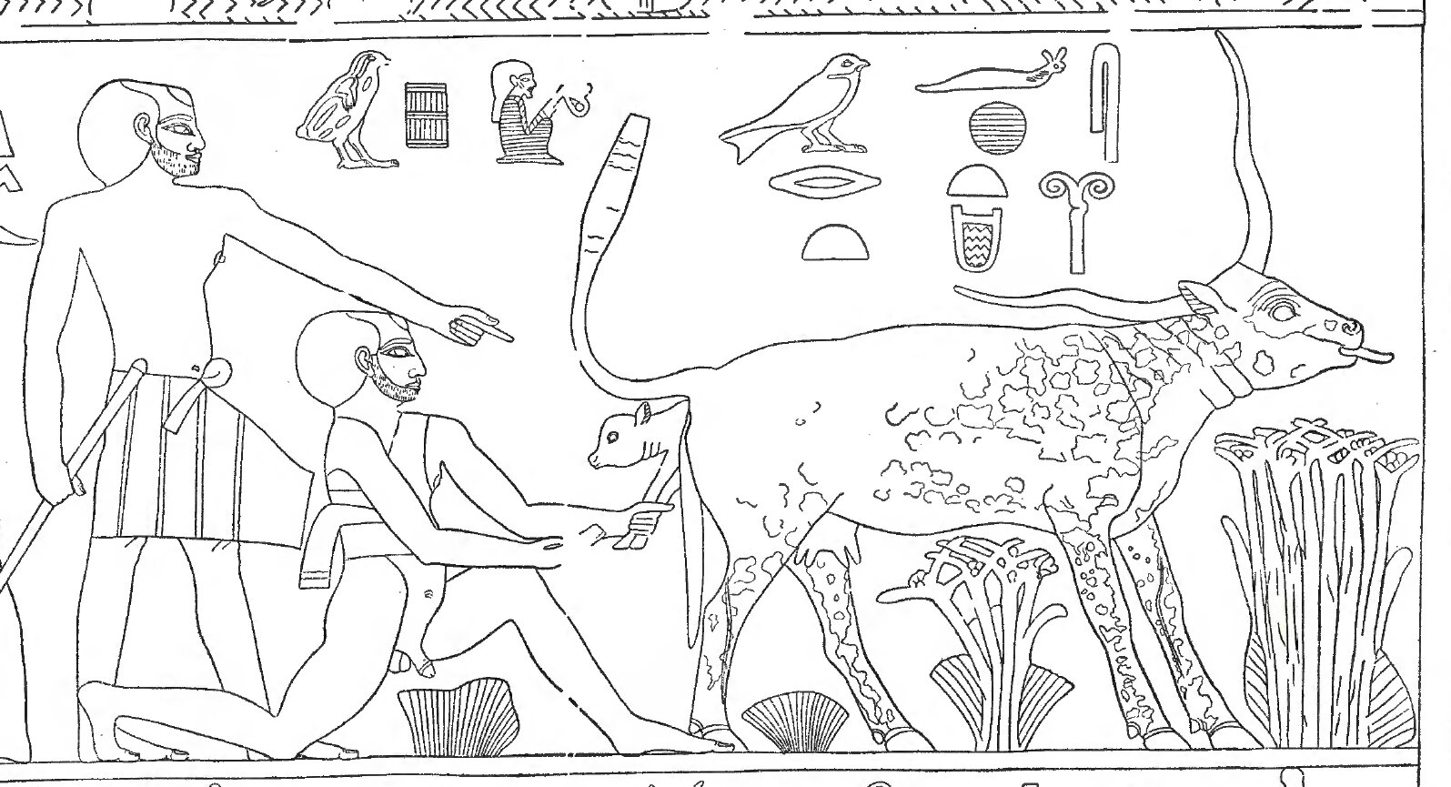Drawing of an Old Kingdom depiction of a calving: the man standing seems to be a herdsman performing magic to ensure a safe birth (detail from H. Wild, Le tombeau de Ti, fasc. II: la chapelle, Mémoires de l'Institut Français d'Archéologie Orientale 65/2, pl. 124, used with thanks)